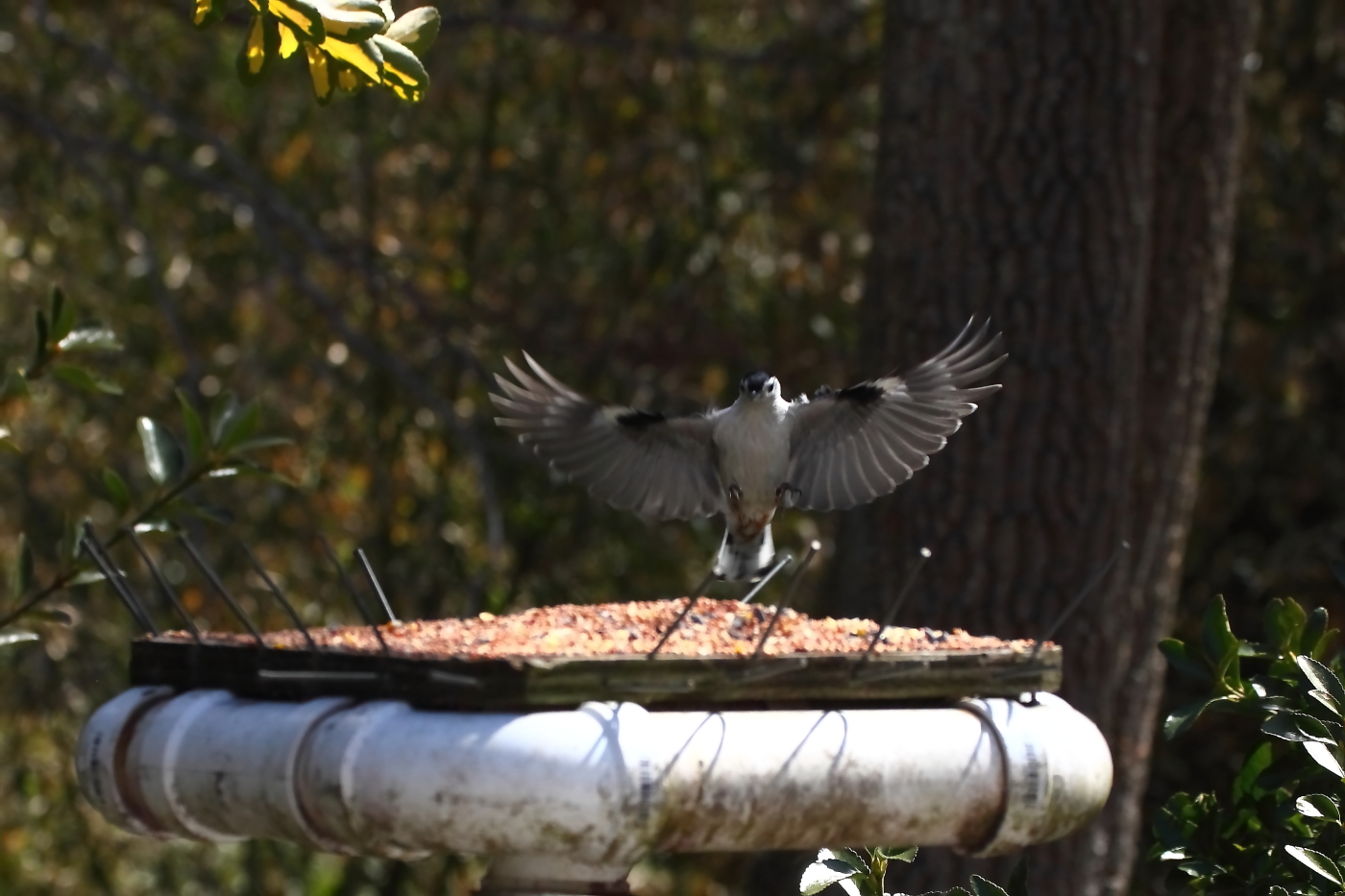 2014 04 03 HTP 41695e